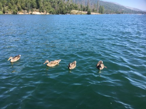 ducks